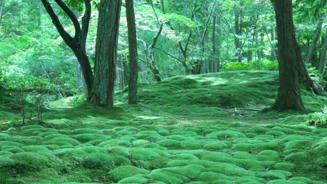 西芳寺／苔寺(さいほうじ／こけでら)